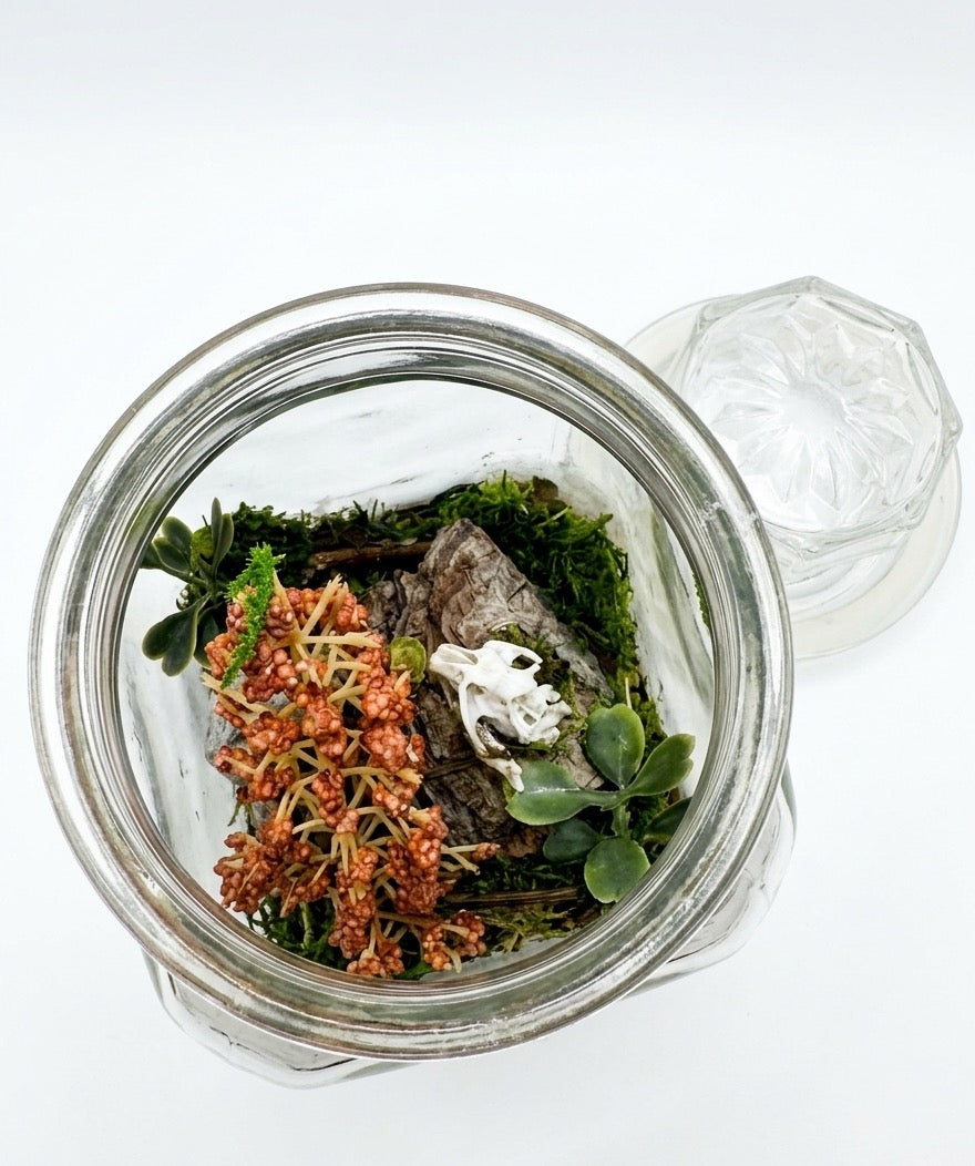 Mouse skull mini terrarium