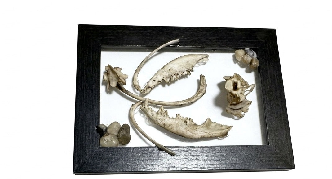 Bone incense holder
