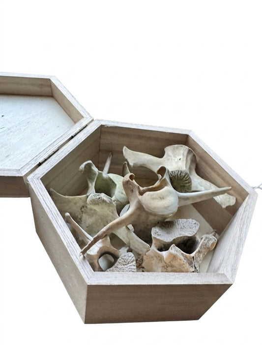Deer vertebrae box of five