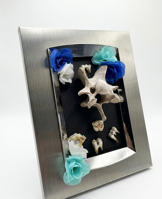 Deer teeth and Vertebrae frame