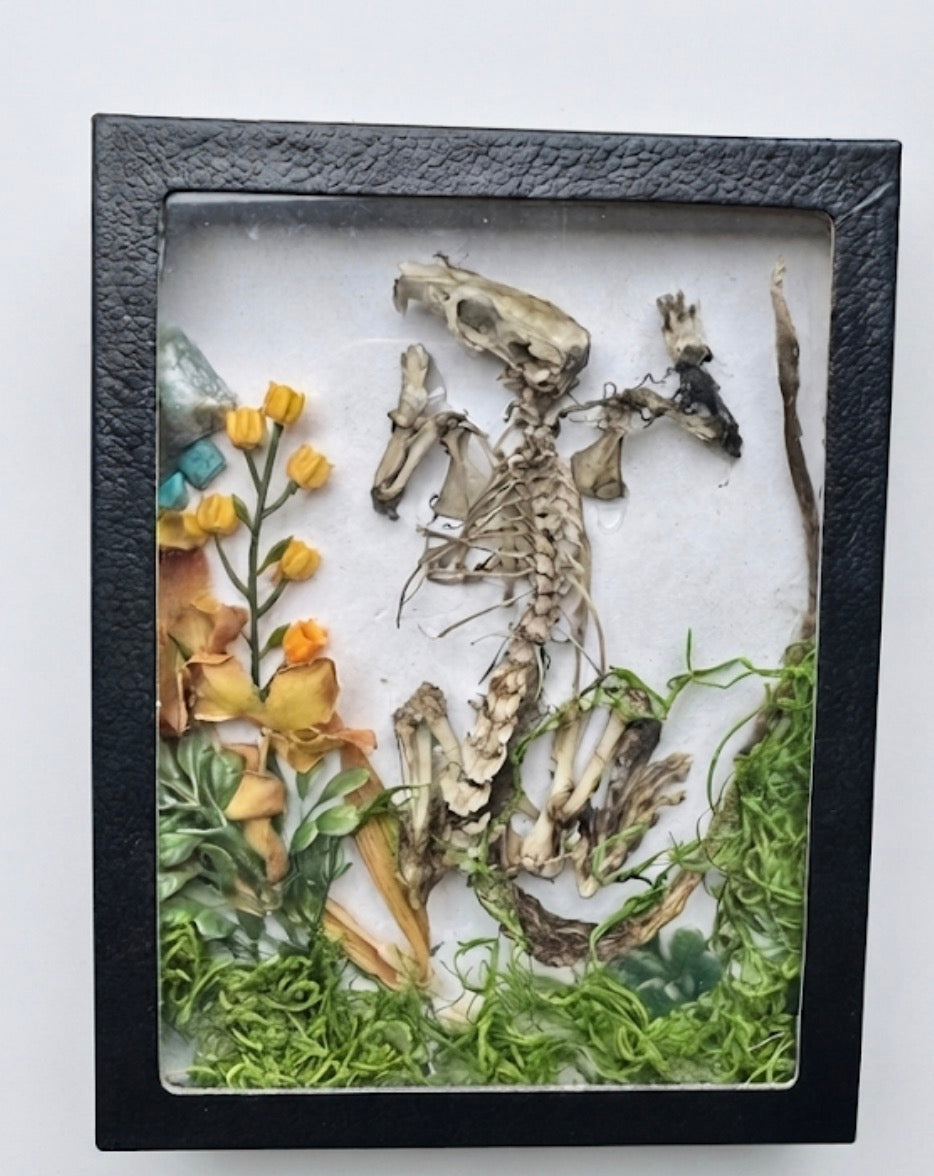 Rat skeleton shadow box