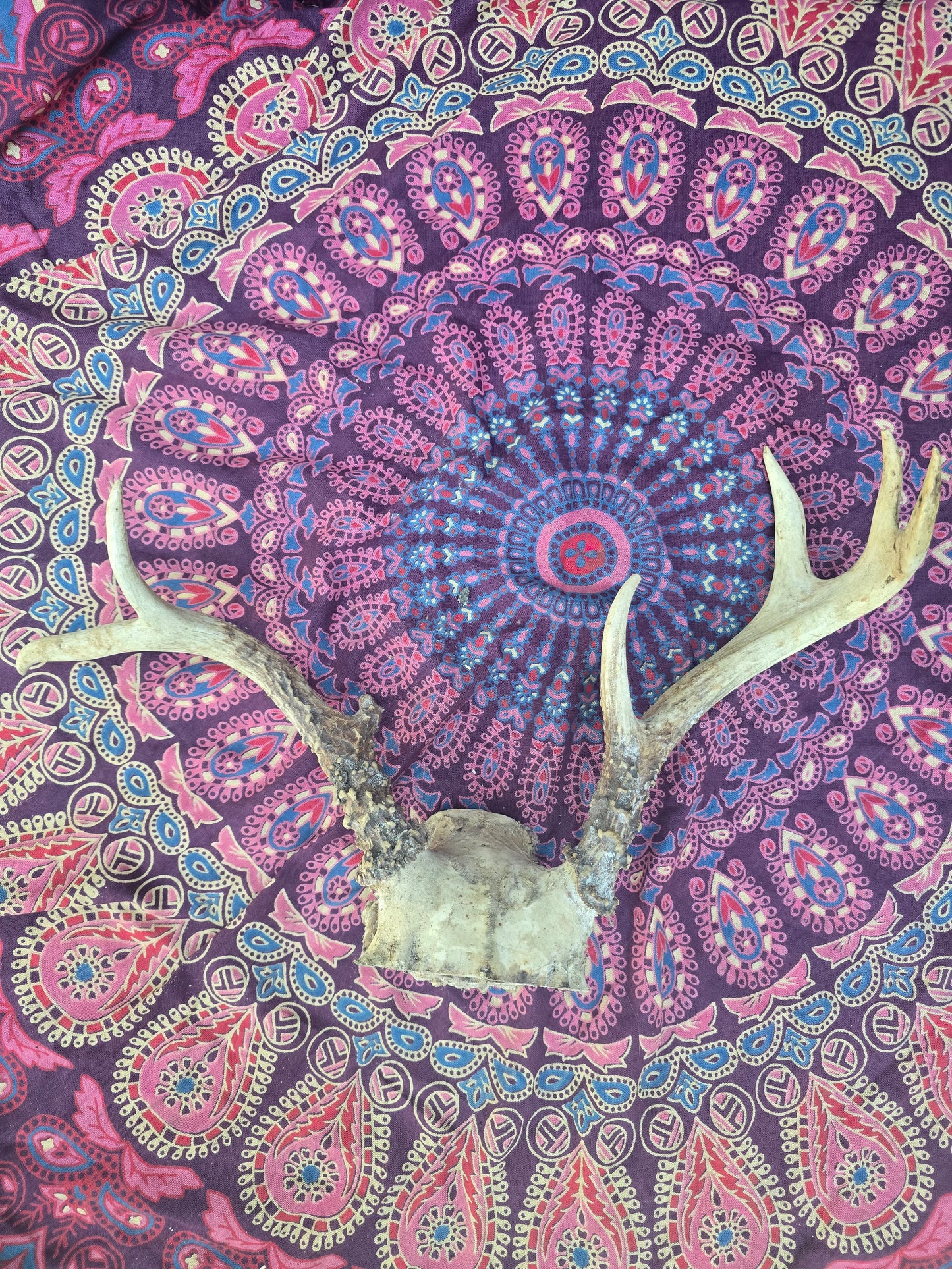 Large antlers