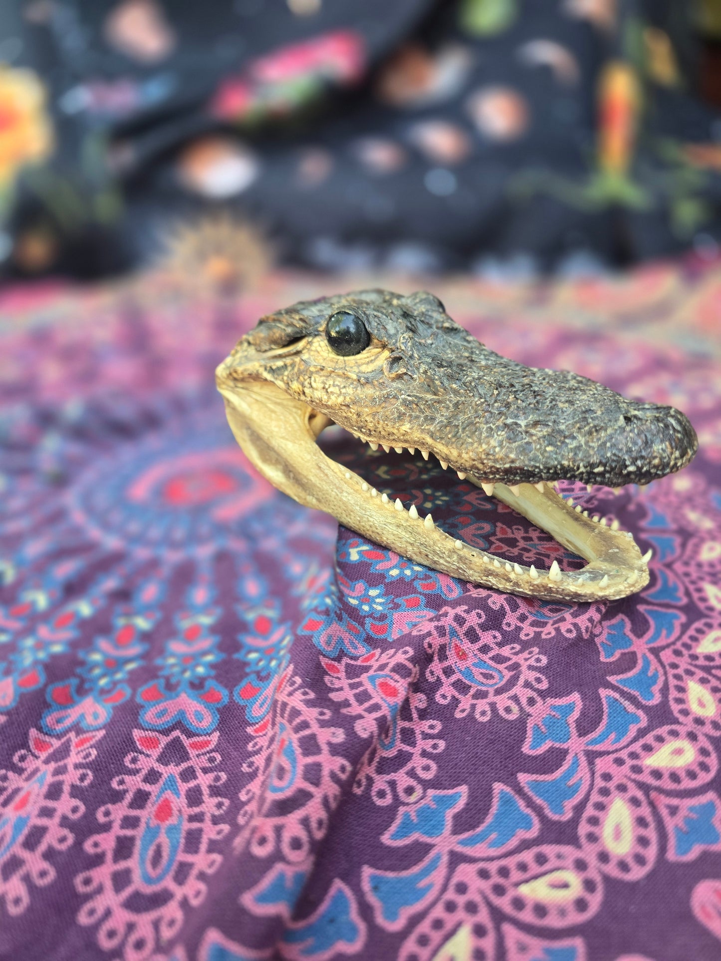 Small Gator head