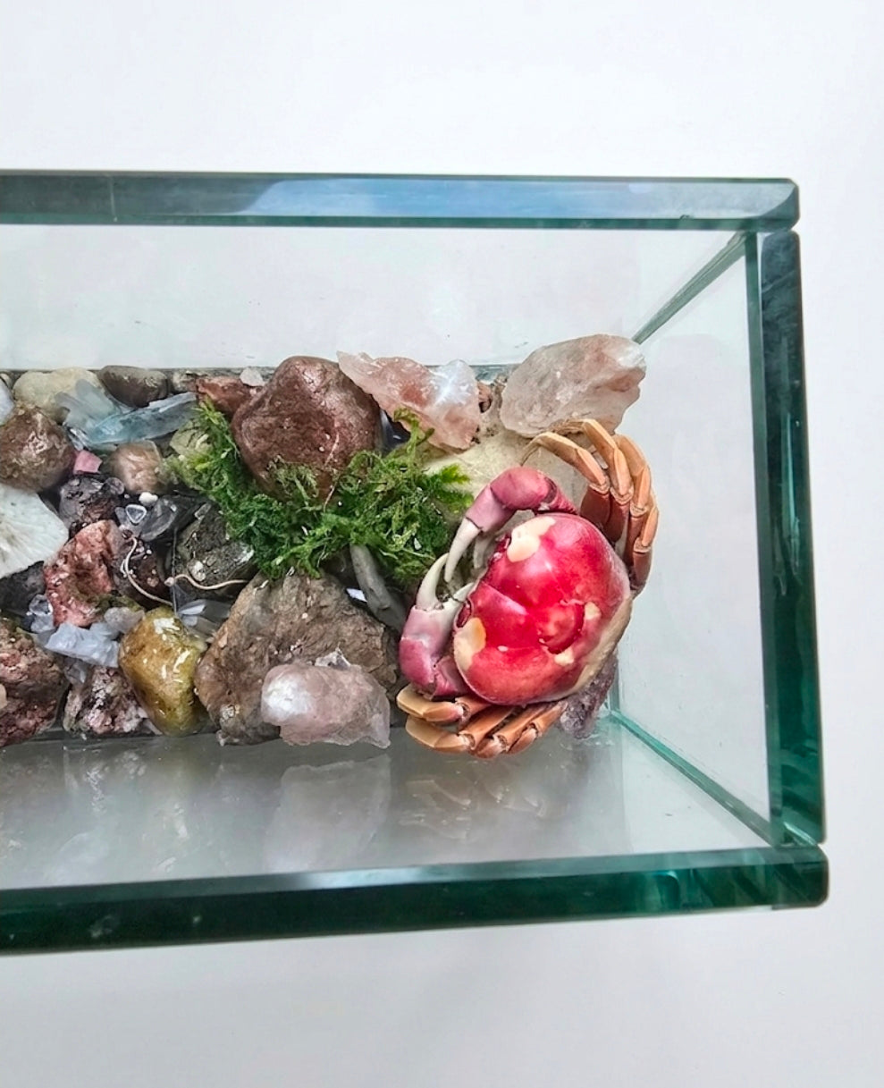Patriot crab terrarium