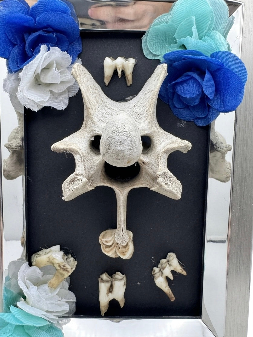 Deer teeth and Vertebrae frame