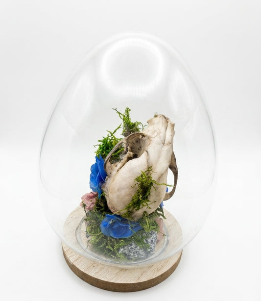 Coon skull centerpiece