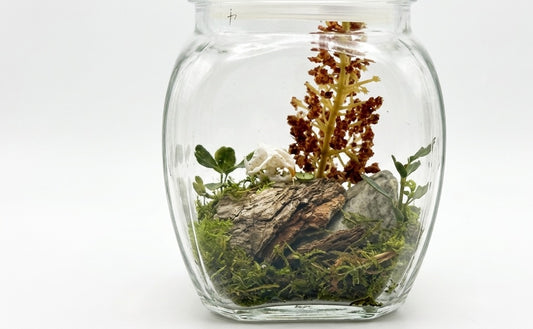Mouse skull mini terrarium