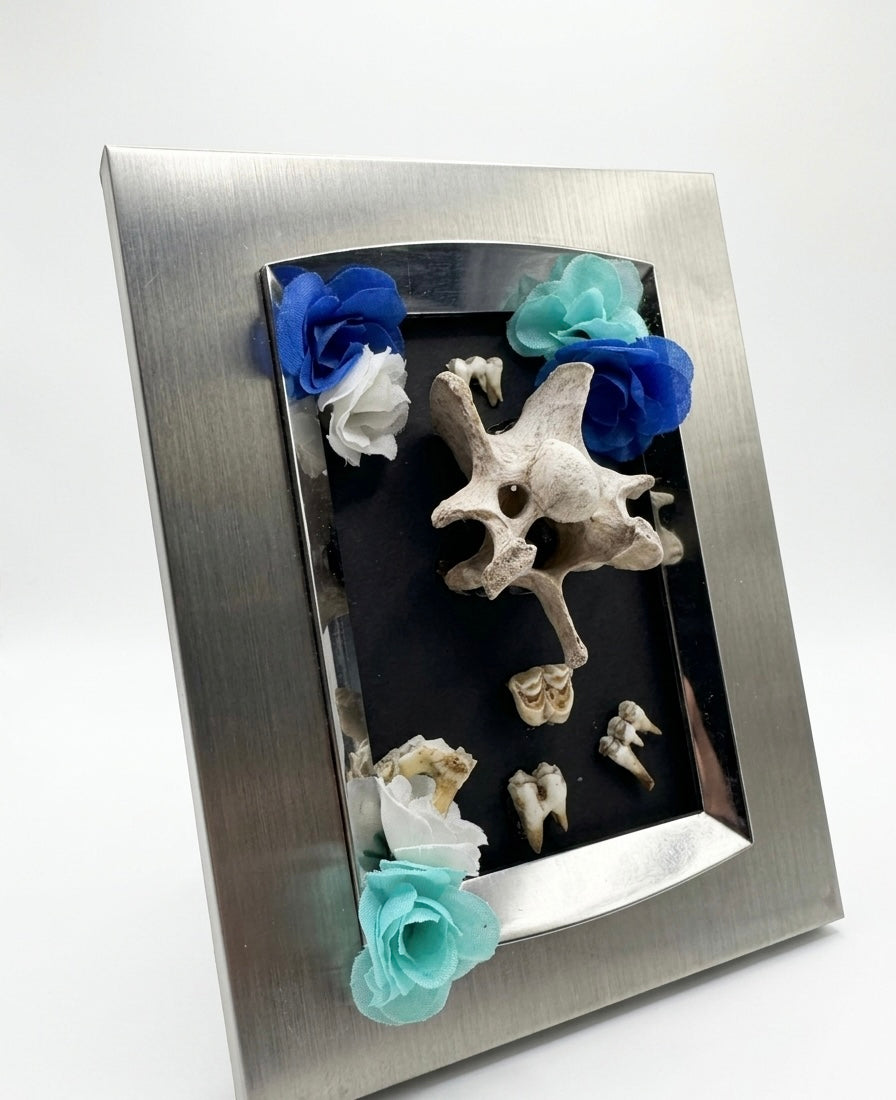 Deer teeth and Vertebrae frame