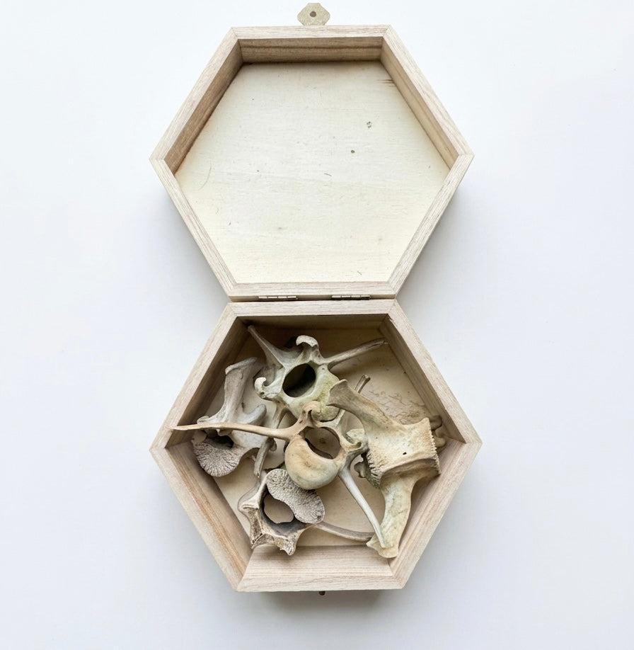 Deer vertebrae box of five