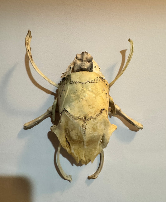 Beetle wall hanging naturally cleaned
