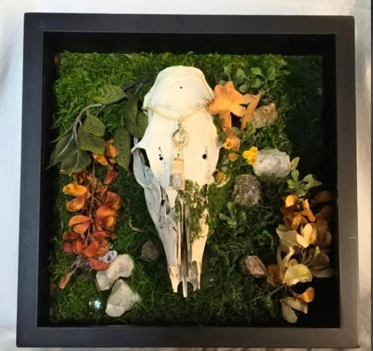 Beautiful Doe Skull Wall Hanging