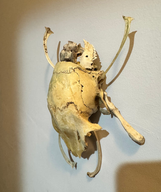 Beetle wall hanging naturally cleaned