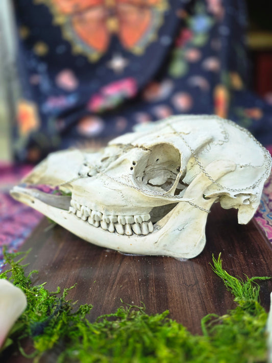 Complete doe skull