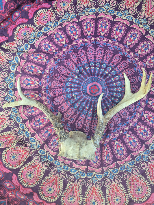 Large antlers
