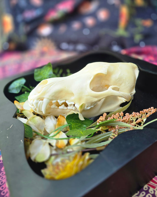 Coyote Skull Wall decor