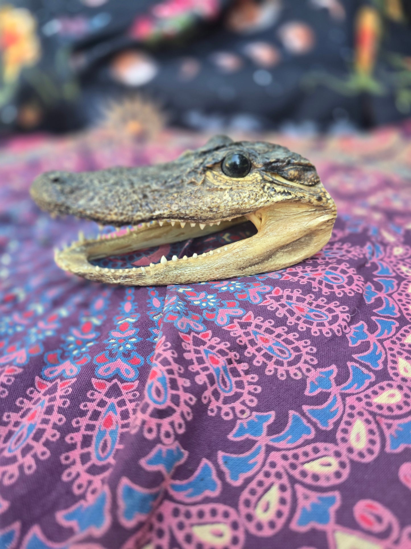 Small Gator head