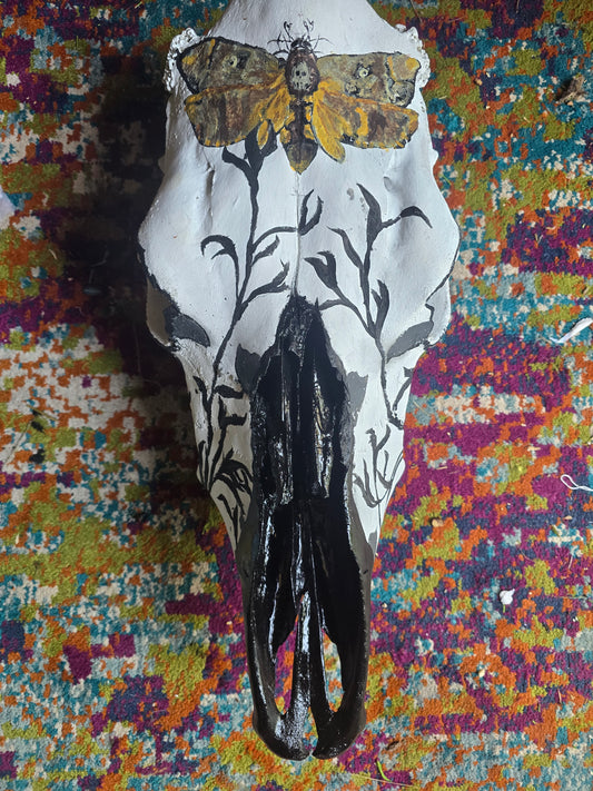 Beetle cleaned Hand paint cow skull