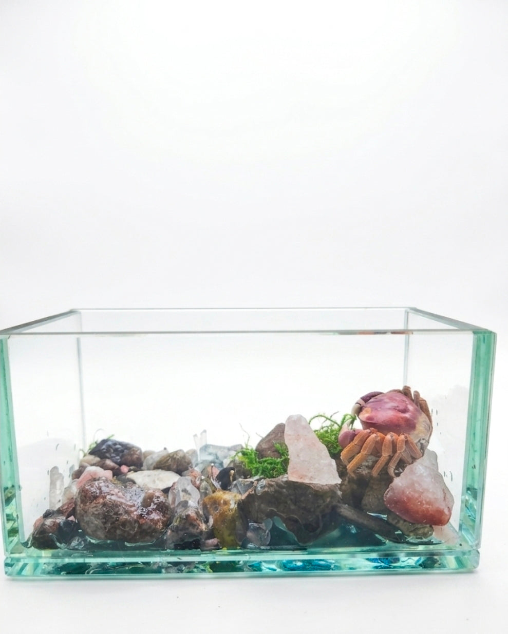 Patriot crab terrarium