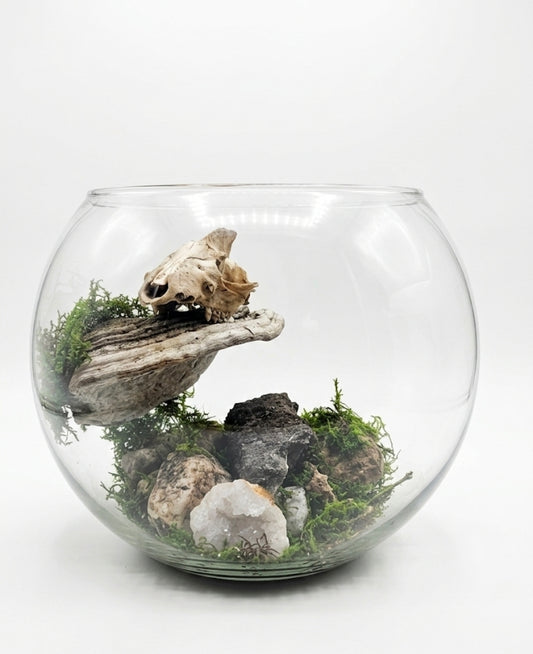 Possum skull fishbowl
