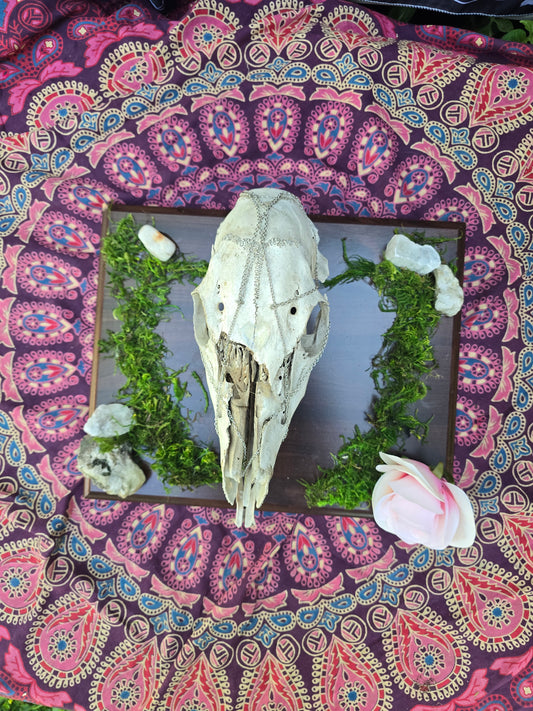Complete doe skull