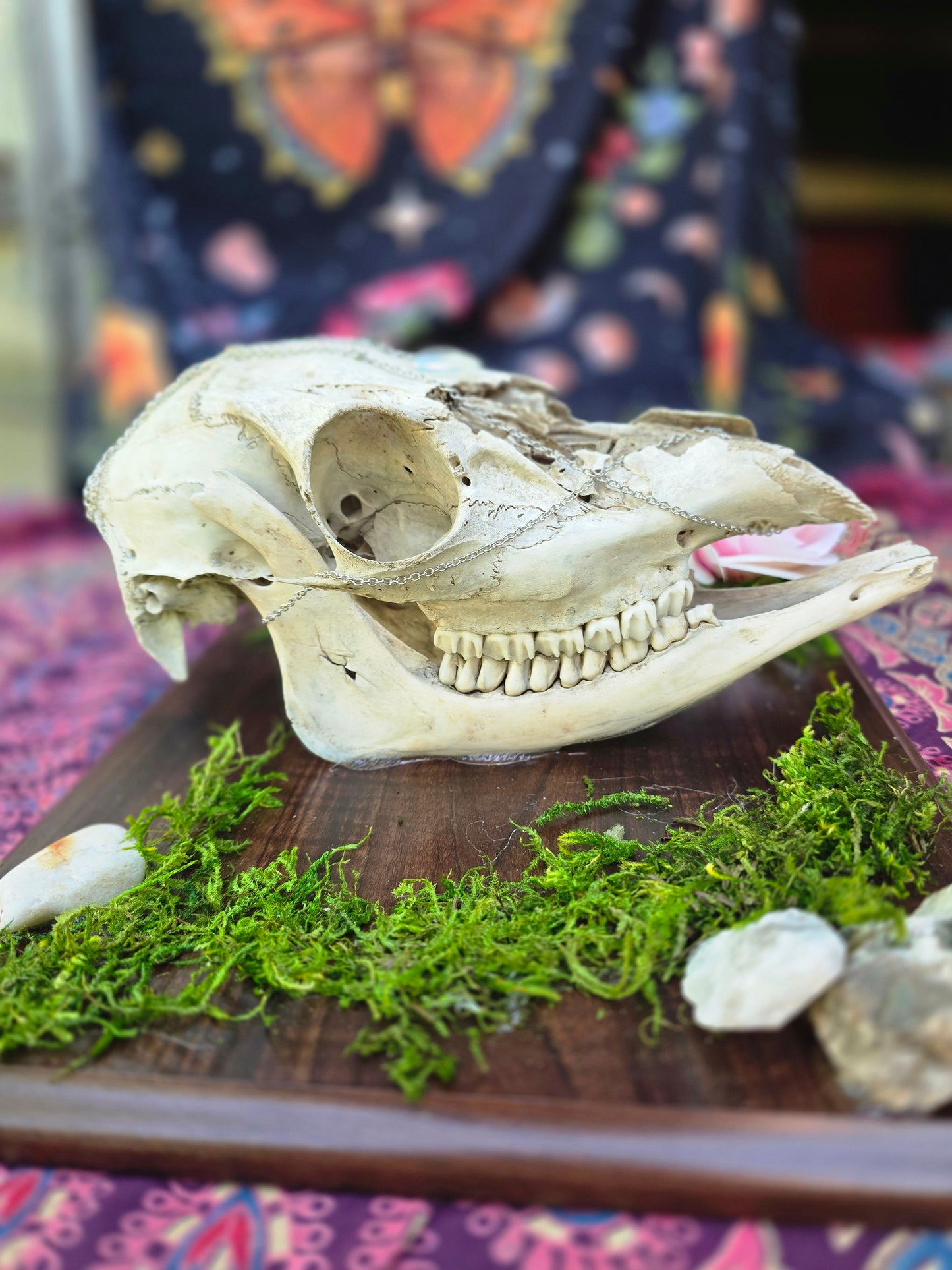 Complete doe skull